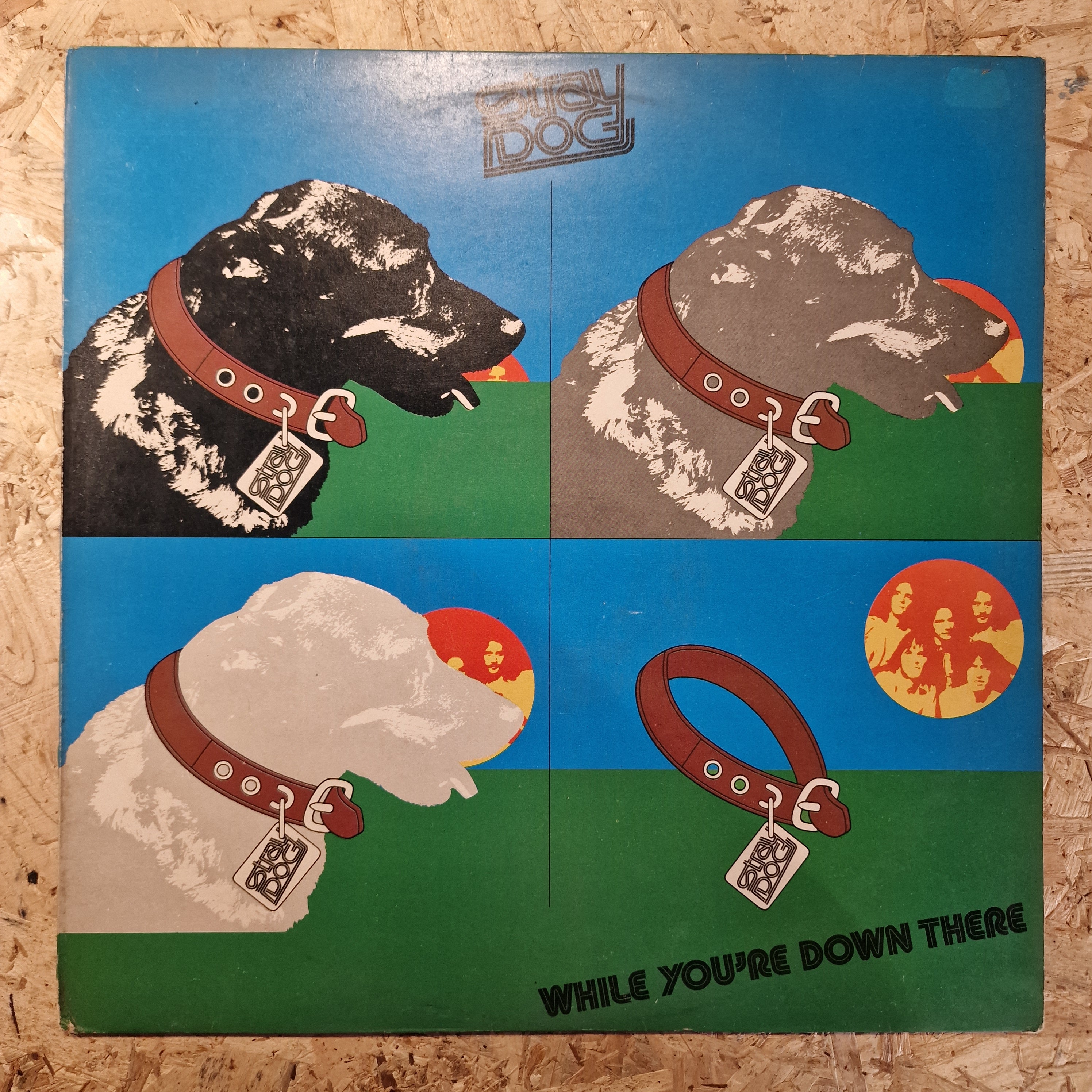 Stray Dog – While You're Down There